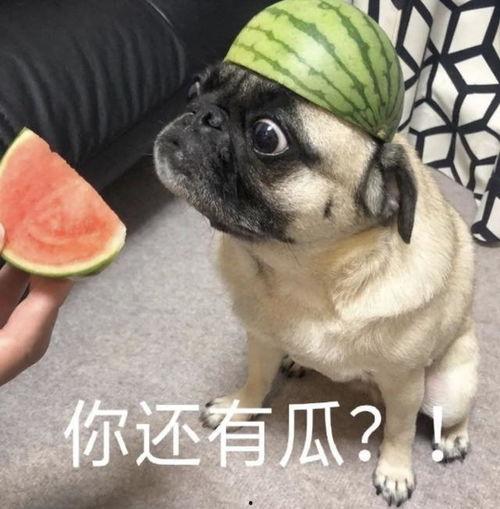 吃瓜的表情包,揭秘网络时代的“围观”文化