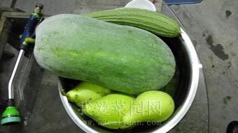 51今日大瓜 热门大瓜每日必吃大瓜,热门大瓜每日必吃，揭秘娱乐圈最新动态